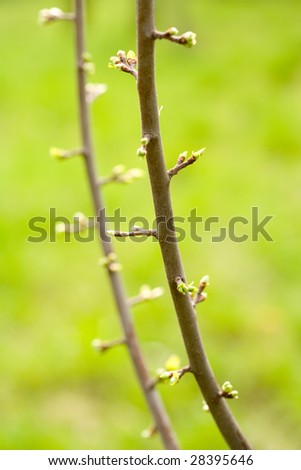 Close-up of plum tree branches with buds almost blooming. Image useful in agronomy, it shows the transition to the blooming period of the spring