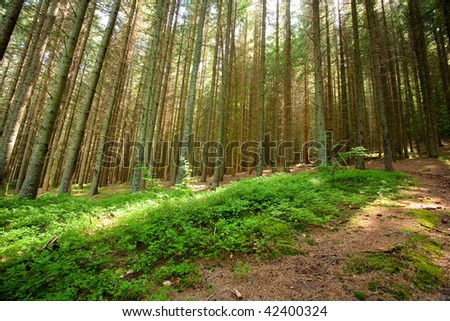 Landscape with pine forest on a mountain