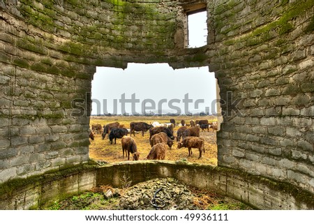 Herd of cows framed in the hole of a broken wall from a decrepit building, suggesting poverty