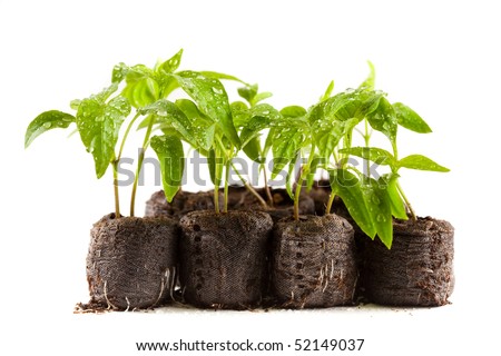Little pepper plants with water drops on them in peat (coal) balls, isolated on white