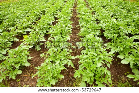 Field with potato rows in the spring, agriculture concept