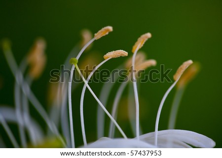 Extreme close-up with stamens of an white honeysuckle flower, Lonicera caprifolium