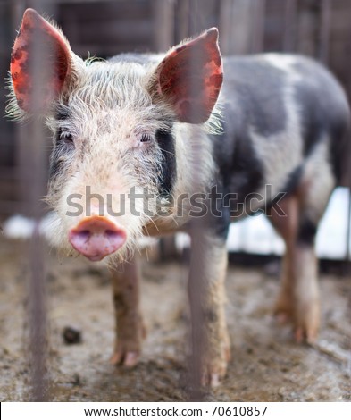 Baby pig behind bars in a pigsty