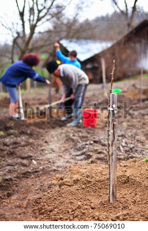 Family planting trees, focus on the foreground baby tree, the people are in blur in background