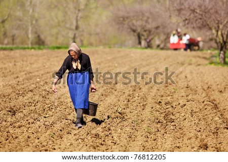 Old farmer woman sowing seeds mixed with fertilizer from a bucket