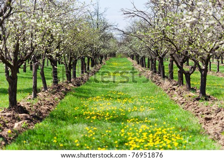 An Orchard