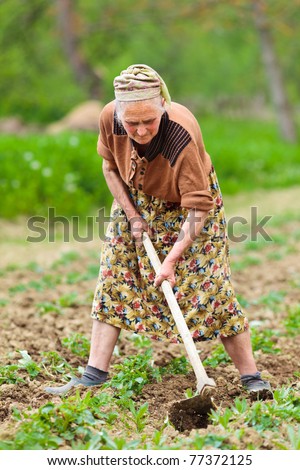 Old rural woman weeding through potato rows in a field, manual labor