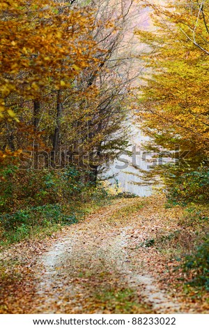 Colorful autumnal landscape with deciduous forest and many fallen leaves