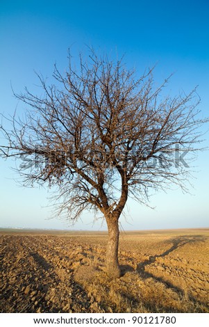 Single hornbeam tree in a plow land under blue sky