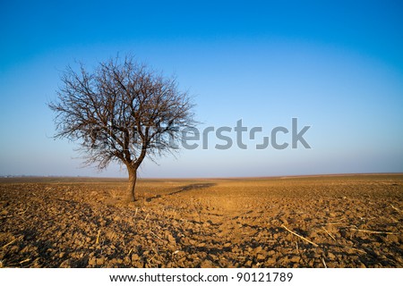 Single hornbeam tree in a plow land under blue sky