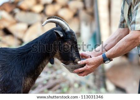 Senior woman feeding goat with grain in a courtyard at countryside