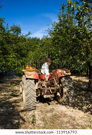 Senior farmer driving in revers his tractor, through an orchard of plum trees