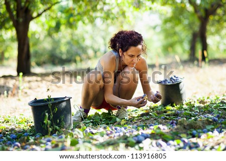 Young woman picking plums at harvest time, in buckets