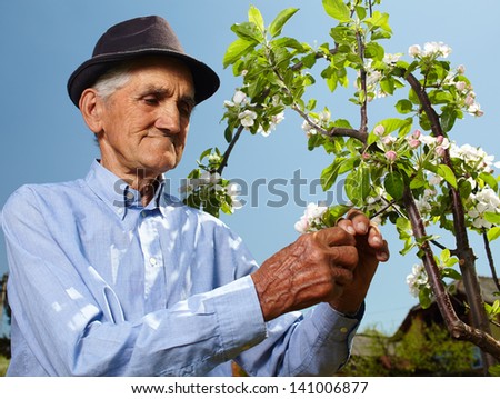 Senior farmer with a baby apple tree in a sunny day