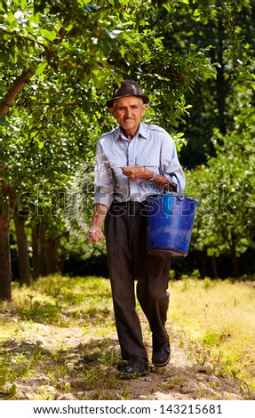 Senior farmer doing seasonal work, spreading fertilizer in a plum trees orchard