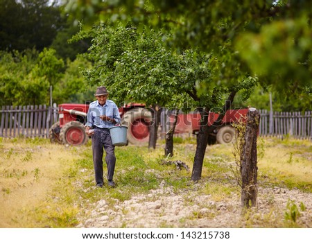 Senior farmer doing seasonal work, spreading fertilizer in a plum trees orchard