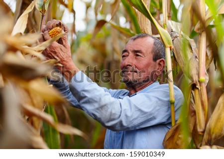 Closeup of farmer at corn harvest