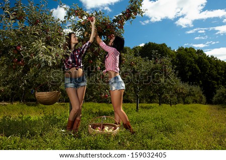 Young beautiful sexy women picking apples in the orchard