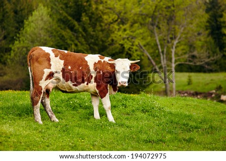 A healthy and well fed cow on a pasture in the mountains, with selective focus