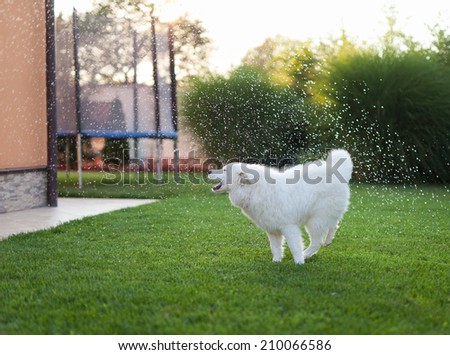Beautiful healthy samoyed dog on the grass playing with water sprinkled in the garden