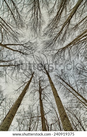 Looking up in a forest with tall trees in the winter