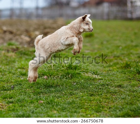 Adorable baby goat jumping around on a pasture