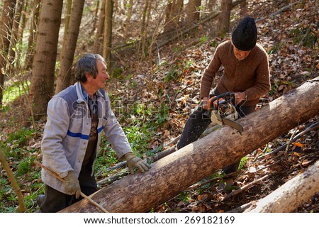 Senior farmers woodcutters cutting down trees for timber or firewood