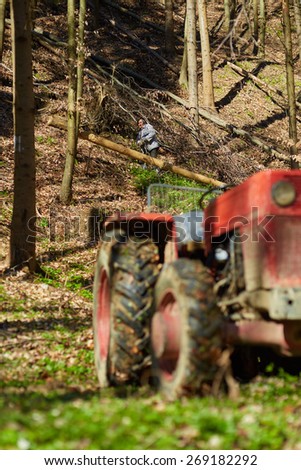 Senior farmers using a logging tractor to bring down cut trees in a forest