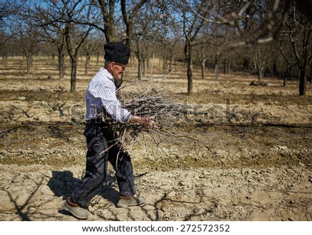 Senior farmer spring cleaning the orchard, carrying cut branches to throw them away