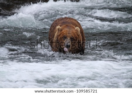 Grizzly Bear lapping up a drink of water.