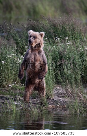 Grizzly Bear standing up.