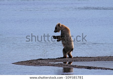 Grizzly Bear standing on an Alaskan shore.