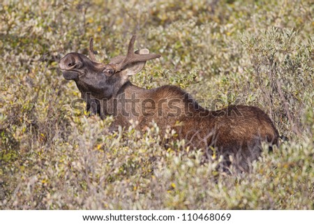 Bull Sniffing