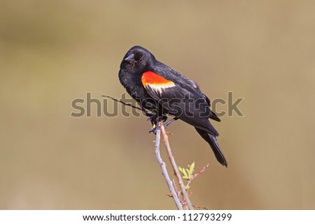 Male Red-winged Blackbird displaying its red shoulder plumage.