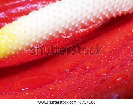 macro of anthurium with water drops