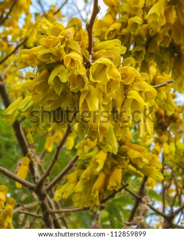 New Zealand Native tree that flowers in spring and food for the native tui bird.