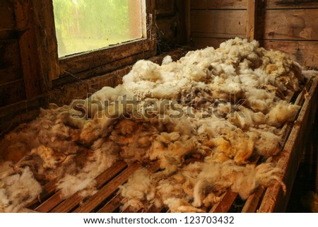 Natural wool fiber on a drying table.