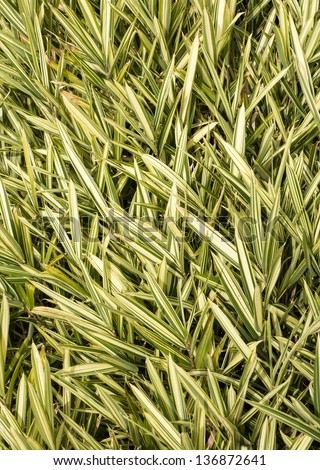 Wonderful natural grass plant texture.