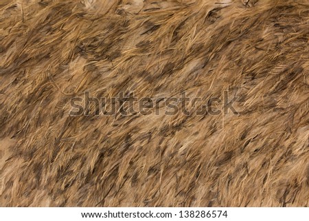 Wonderful emu feather are made into a covering.