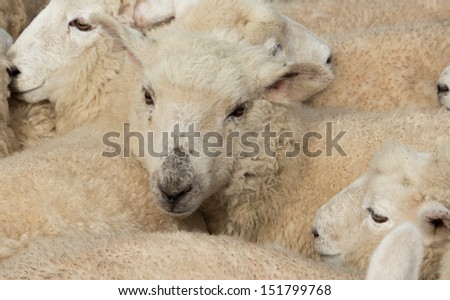 Soft wool lambs close together