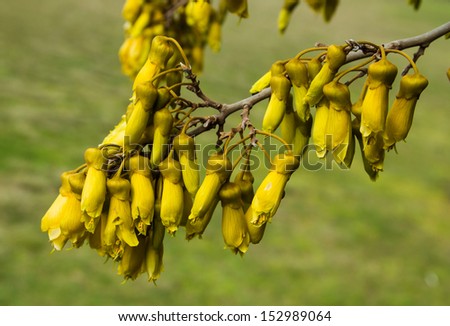 Bell shape flowers on New Zealands Native tree the Kowhai