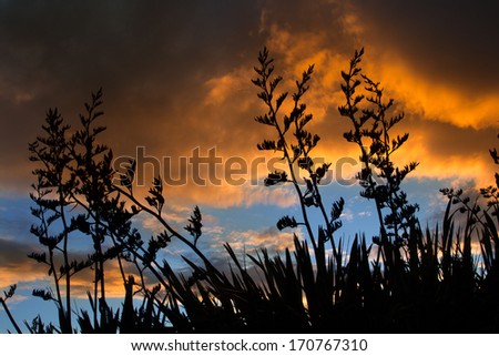 Tall New Zealand flax seed head stalls at sunset.