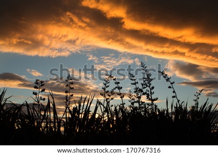 Tall New Zealand flax seed head stalls at sunset.