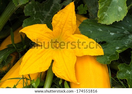 Bright yellow zucchini flower with zucchinis behind it.