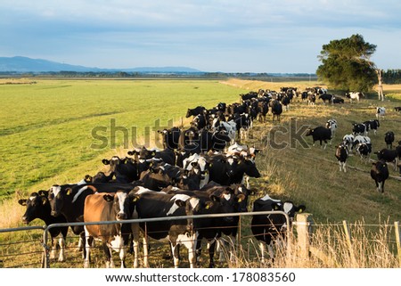 Herd of cows waiting on a flodway bank, for a change of pasture.