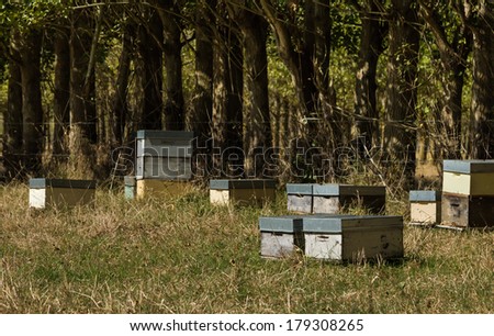 Bee farm in New Zealand, some bee hives close to some trees.