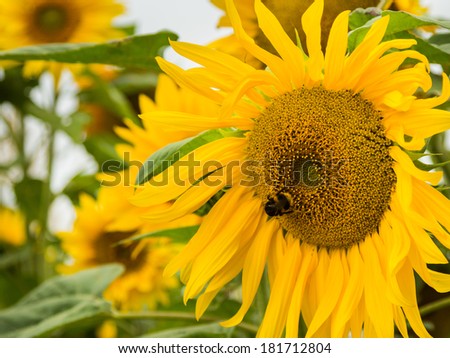 Bright yellow sunflower with a bubble bee doing its job on it.