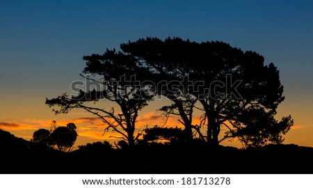 Some old large pine trees Silhouette at dawn light.