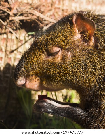 Agouti have some thing to eat in the warm sunlight.