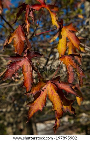 Maple leaves showing some wonderful autumn colors.